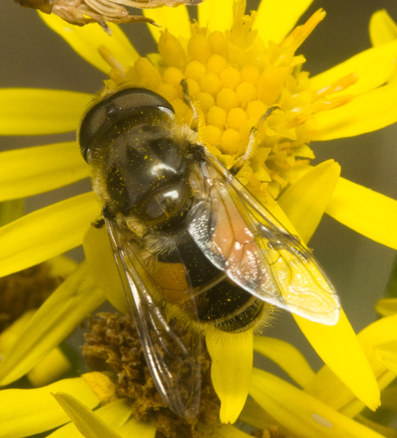 IMG 1465 Hoverfly-1-1