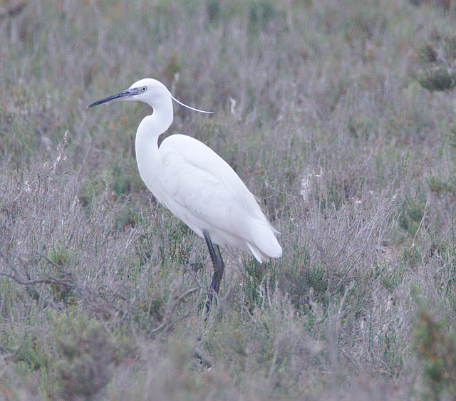 EF7A0403egret