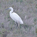 EF7A0403egret