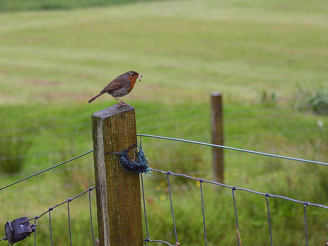 A wet Robin on a wet fence on a wet Isle of Skye - HFF