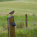 A wet Robin on a wet fence on a wet Isle of Skye - HFF