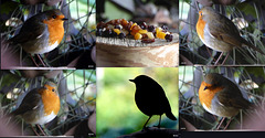 A Robin will virtually do handstands for Sainsburys mixed dried fruit!