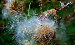 A Gathering Of The Fairies!!!