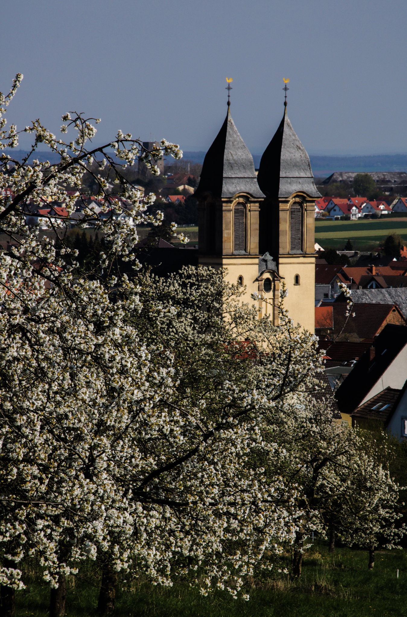 Ockstadt/Wetterau - The Paradise of Cherry-Trees