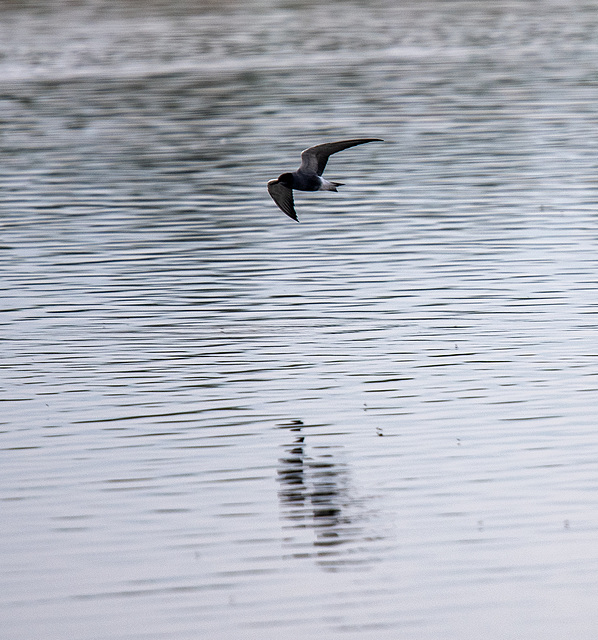 Black tern