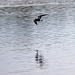 Black tern