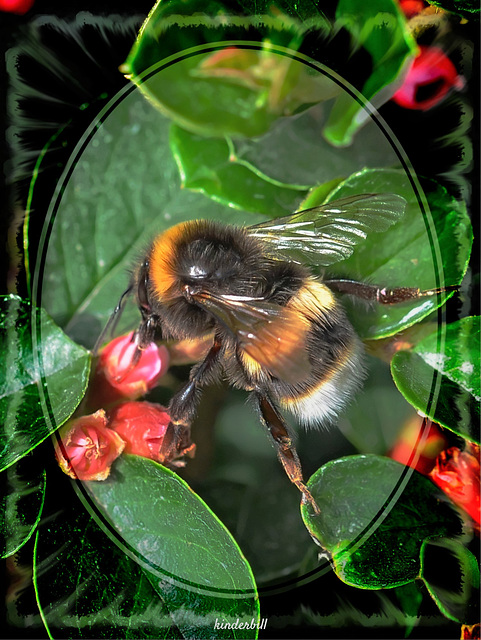 White Tailed Bumblebee   /   May 2019