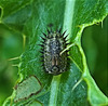 What is this strange thing!!?