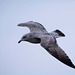 Seagull flight shots (10)