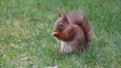 Red Squirrel 2020-03-20