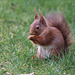 Red Squirrel 2020-03-20