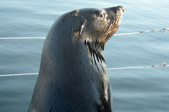 Namibia, Portrait of Brown Fur Seal