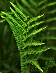 Fern 2