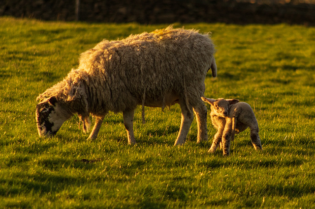 Newborn lamb