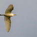 Cattle egret