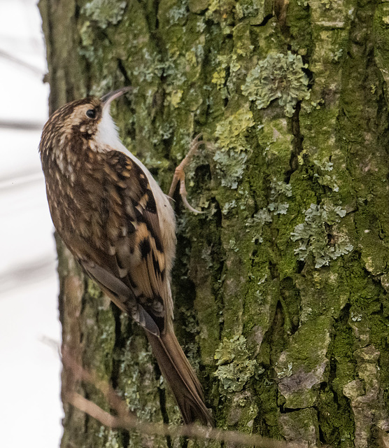 Tree creeper