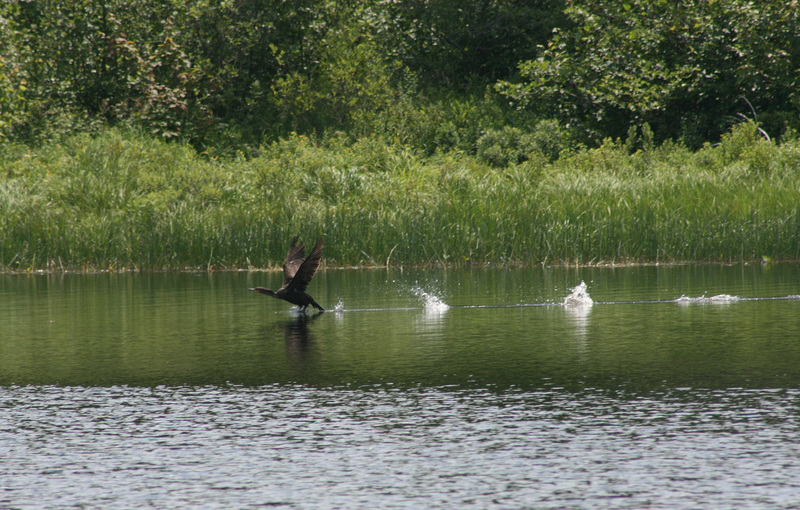 Cormorant: cleared for take-off ...