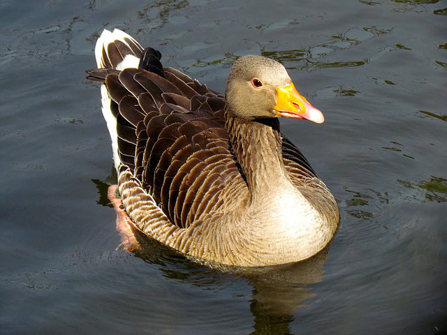 Greylag Goose, West Park Wolverhampton