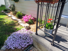 Creeping phlox