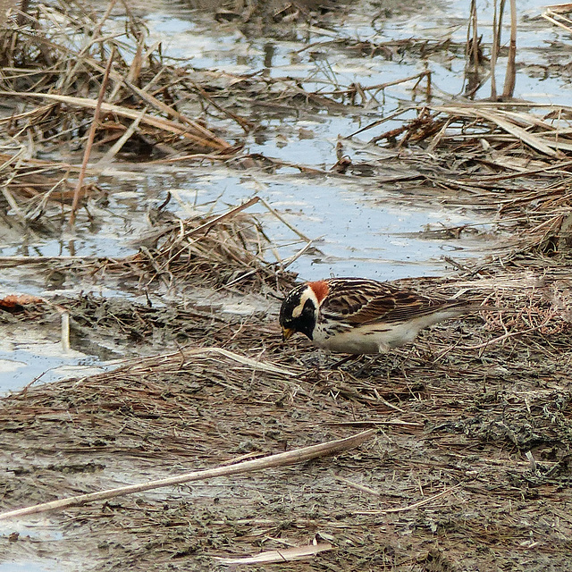 Day 8, Lapland Longspur