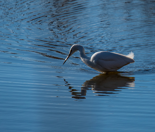 Little egret