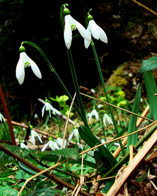 Snowdrops