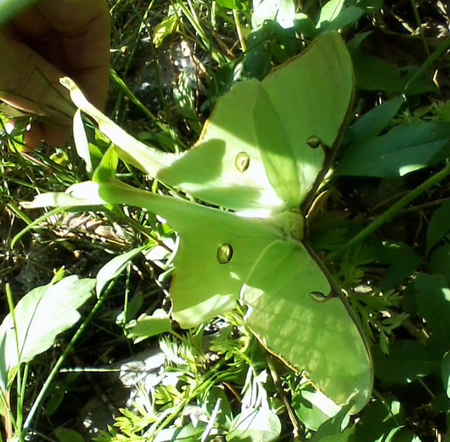 Luna Moth (Actias luna), the only one I have ever seen.