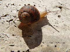 La chiocciola - The snail