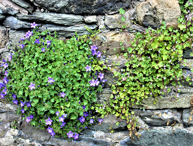 Crop Rock.