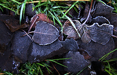 Frosty Leaves