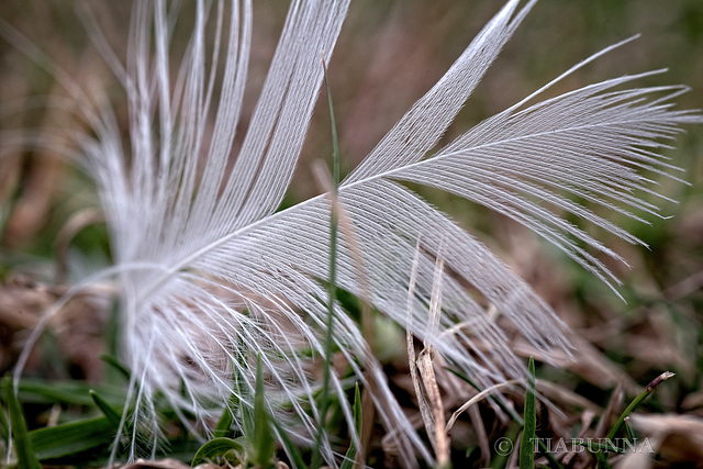 Feather