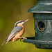 Nuthatch