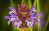 Die Kleine Braunelle (Prunella vulgaris) zeigt sich am Waldboden :))  The small self-heal (Prunella vulgaris) appears on the forest floor :))  La petite auto-guérison (Prunella vulgaris) apparaît sur le sol forestier :))