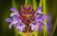 Die Kleine Braunelle (Prunella vulgaris) zeigt sich am Waldboden :))  The small self-heal (Prunella vulgaris) appears on the forest floor :))  La petite auto-guérison (Prunella vulgaris) apparaît sur le sol forestier :))