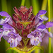 Die Kleine Braunelle (Prunella vulgaris) zeigt sich am Waldboden :))  The small self-heal (Prunella vulgaris) appears on the forest floor :))  La petite auto-guérison (Prunella vulgaris) apparaît sur le sol forestier :))