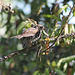 Pie-grièche écorcheur (Lanius collurio)  (Red-backed Shrike)