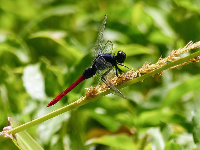 Dragonfly, Nariva Swamp afternoon, Trinidad