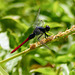 Dragonfly, Nariva Swamp afternoon, Trinidad