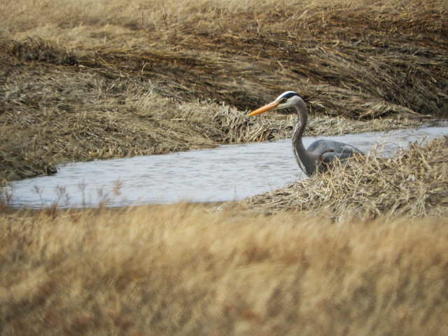 Day 8, Great Blue Heron