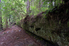 Fallen Redwood