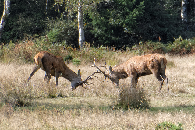Two young stags having a practice