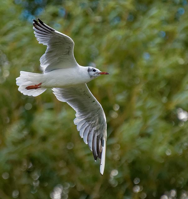 Gull in flight