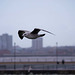 Seagull flight shots (12)