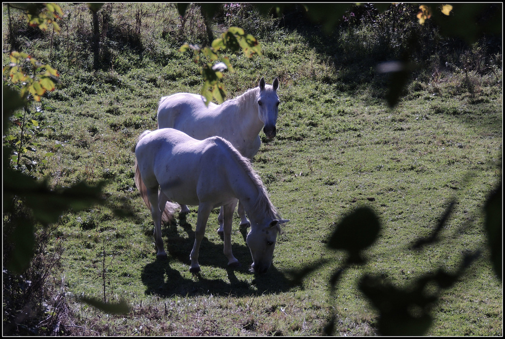 German Horses