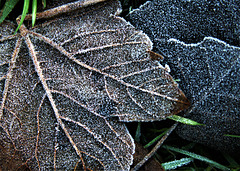 Frosty Leaves