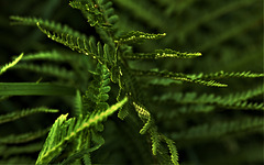 Fern 1