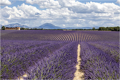 A perte de vue - So weit das Auge reicht - As far as the eye can see