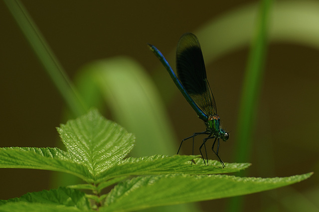 gebänderte Prachtlibelle