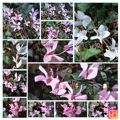 Collage de photos de cyclamens . Bon week-end.