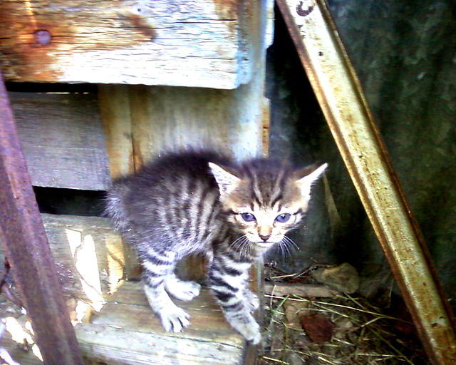 chaton trouvé !